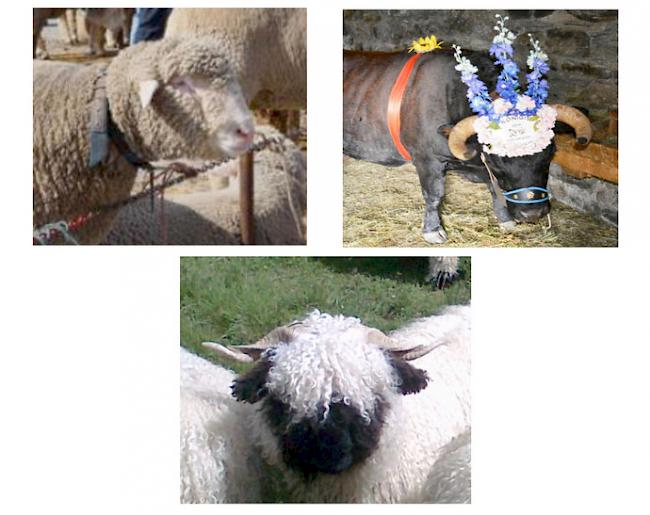 Weil die SN-Genossenschaft von Embd heuer ihr 45-jähriges Jubiläum feiert, wird dieses Jahr neu auch die Schafschau der WAS, wie auch der SN-Genossenschaft Embd durchgeführt.