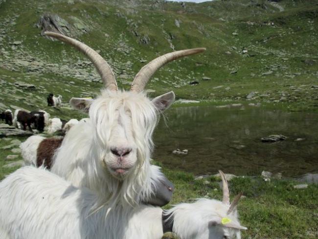 Laut Fachmann Roland Fercher sind die «Simplerziegen» überaus zutrauliche Tiere. 