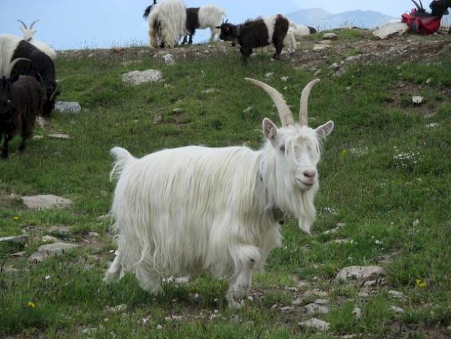 Das durch und durch weisse und lange Haarkleid der Simplonziege macht diese Tiere derart besonders. 