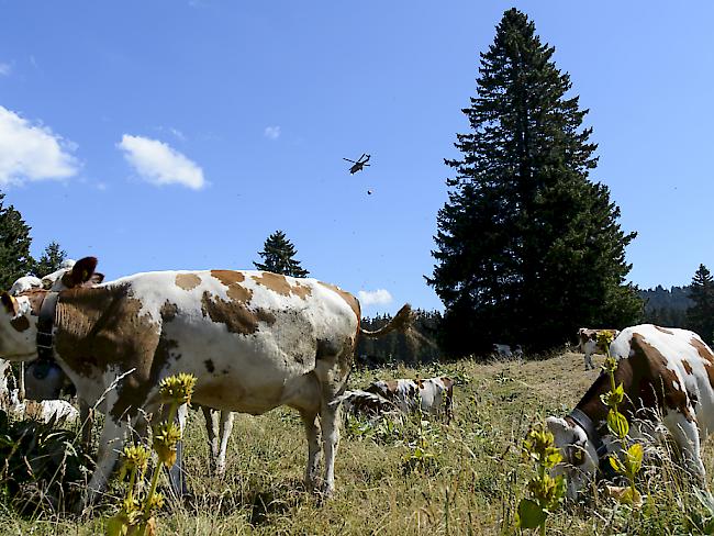 Wegen des trockenen Wetters mussten Kühe auf Westschweizer Alpen per Helikopter mit Wasser versorgt werden. (Archiv)