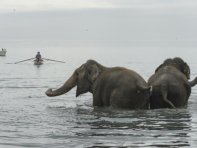 Unter den Augen vieler Zuschauern begaben sich die Zirkus-Elefanten am Dienstag für ein Bad in den Genfersee.