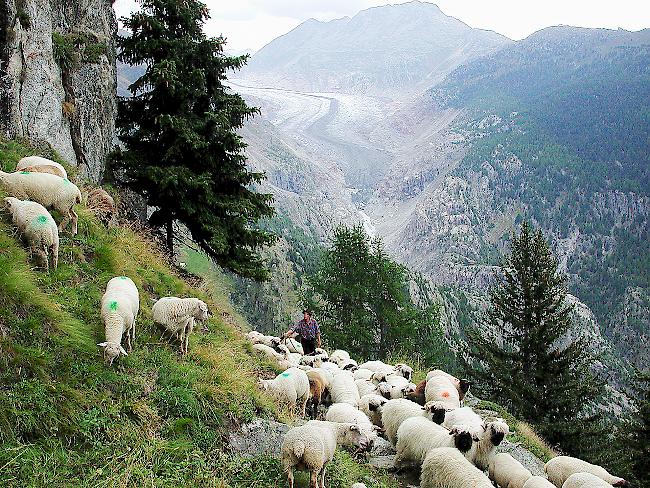 Für den Schweizer Tierschutz sind Schafe auf der Alp nicht ausreichend geschützt.