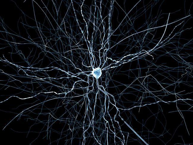 Erstmals veröffentlichen Forscher eine Simulation eines Stück Gehirns. Die abgebildete virtuelle Hirnzelle ist eine sogenannte Korbzelle. (Foto: Handout)