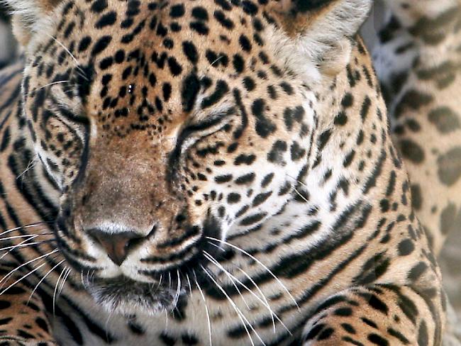 Nahaufnahme eines Jaguars. Jaguar Salman wurde vom Zoo in Neu Delhi als zu faul und zu dick empfunden und darum nach Kerala zurückgeschickt (Symbolbild)