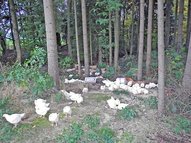 Von Unbekannten ausgesetzt: Rund 140 freilaufende Junghühner wurden am Montagmorgen in einem Waldstück entdeckt.