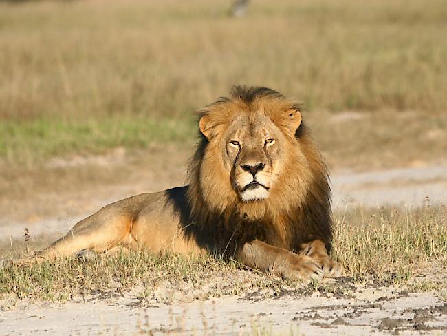 Der 13-jährige Löwe Cecil war der Star des Hwange-Nationalparks (Archiv).