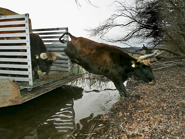 Ein Auerochse, auch Heckrind genannt, springt auf einer Insel im deutschen Staffelsee in die Freiheit. In Kroatien wurden nun sogenannte Tauros-Rinder ausgewildert, die dem ausgestorbenen Urrind noch ähnlicher sein sollen. (Archivbild)