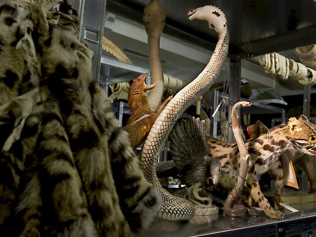 In der neuen Ausstellung des Naturhistorischen Museums Bern erhalten die Besucher Einblick in die Asservatenkammer des Bundes mit geschmuggelten Tierprodukten.