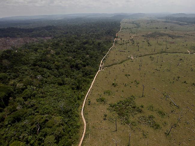 Trotz Bemühungen der Regierung: Rodungen in brasiliens Regenwäldern nehmen zu. (Archiv)