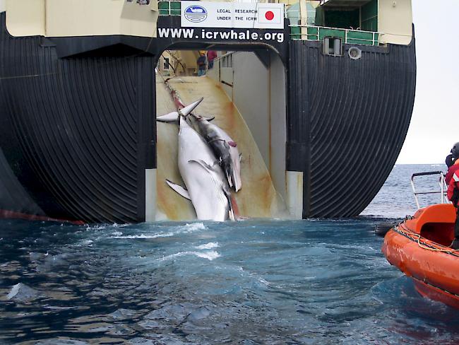 Ein japanisches Walfang-Schiff zieht zwei Zwergwale an Bord: Japan kündigt an, trotz internationalem Moratorium in diesem Jahr den Walfang wiederaufzunehmen. (Archivbild)