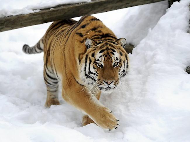 Sibirischer Tiger (Symbolbild)