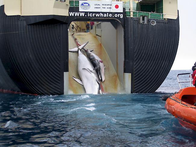 Für die "Walforschung": Ein japanisches Schiff zieht einen Zwergwal und dessen Kalb an Bord (Archiv).