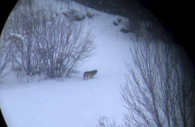 Dieser Wolf wurde in der vergangenen Woche nahe Sembrancher mit einem Mobiltelefon fotografiert.