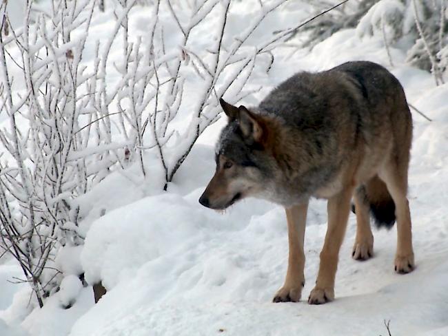 Wölfe sollen in der Schweiz künftig getötet werden dürfen - auch wenn sie keinen Schaden angerichtet haben und sich nicht in Siedlungsnähe aufhalten. (Archiv)