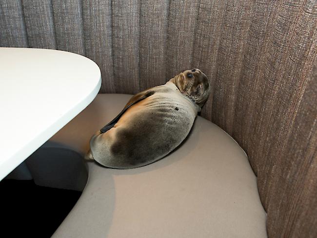 Ein Seelöwenbaby ist in einem Restaurant in La Jolla gefunden worden. Es schlief auf einer Sitzbank,