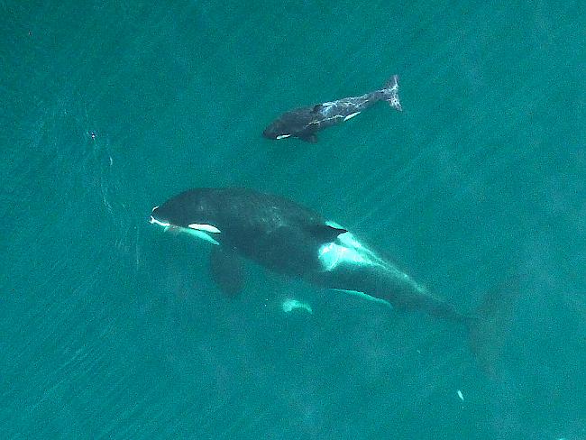 Am Strand der deutschen Insel Sylt ist ein toter Schwertwal gefunden worden. Auf dem Foto eine Schwertwal-Mutter mit ihrem Jungen vor der Küste der USA. (Symbolbild)