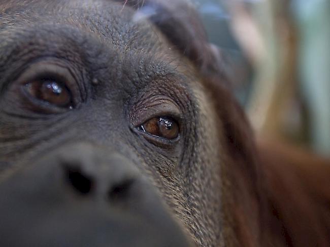 Orang-Utan-Weibchen geraten durchaus mal aneinander. Das endet aber in der Regel nicht tödlich. Ausser in dem Fall, den Schweizer Forschende beobachtet haben.