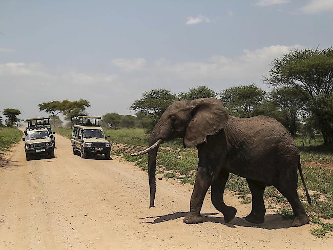 Elefant im Norden Tansanias: Im Südsudan haben Wilderer in den vergangenen zwei Jahren die Population arg dezimiert. (Archivbild)