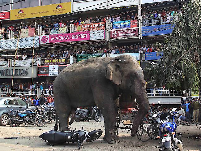 Elefanten in Indien rücken wegen Mangels an Lebensraum immer näher am Siedlungen heran. Der Elefant, der in einer nordindischen Stadt wütete, ist ein wildes Tier.