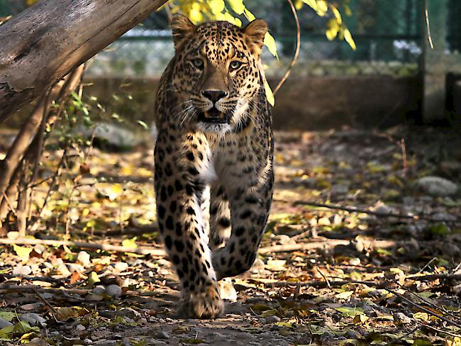 In Indien schlossen 130 Schulen wegen einem umherstreifenden Leoparden. (Symbolbild)