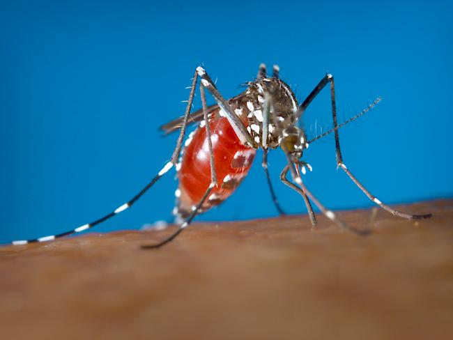Locarno will Tigermücken bekämpfen, weil sie Krankheiten übertragen können.