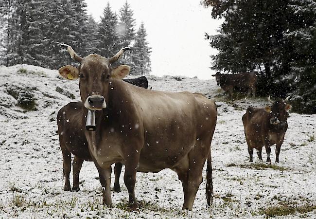 Für die Holländerin Nancy Holten sind Kuhglocken Tierquälerei. 