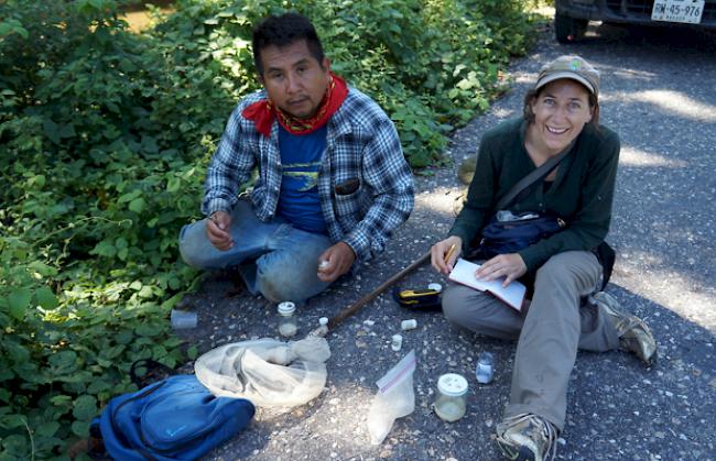 Seit vier Jahren erforscht Arnold bereits Stachellose Bienen im Süden Mexikos. 