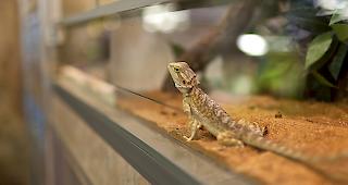 Zu wenig Platz für die Tiere und verbotene Produkte: Der Schweizerische Tierschutz (STS) stiess bei einer verdeckten Recherche auf Missstände im Zoofachhandel (Symbolbild).