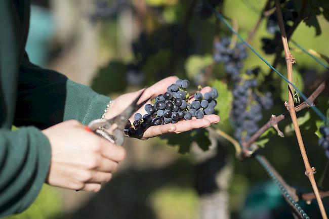 Asylbewerber erhalten neu die Möglichkeit, im Bereich Weinbau eine Ausbildung zu absolvieren.