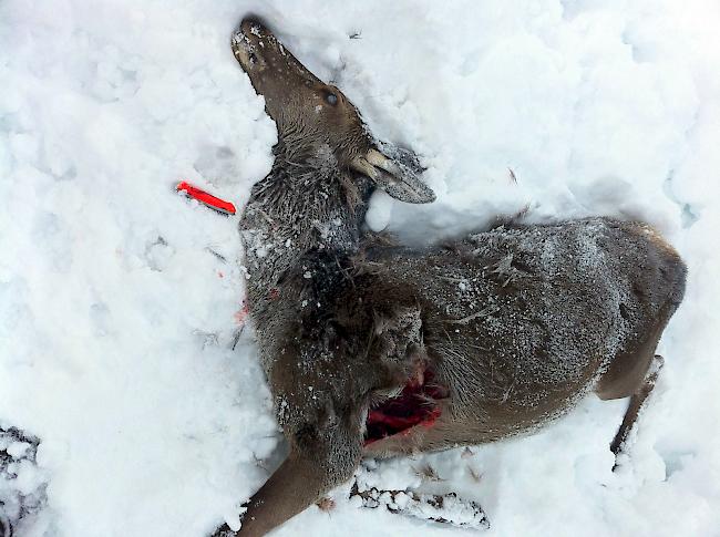 Im letzten Winter fielen mehrere Wildtiere im Lötschental dem Wolf zum Opfer.