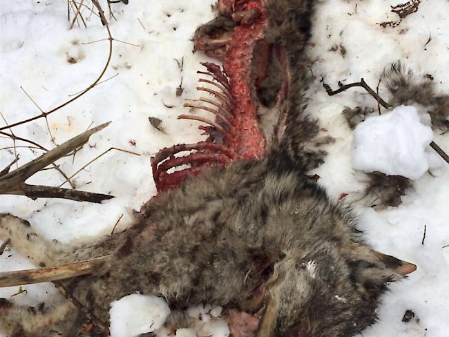 Waldarbeiter fanden im Kanton Graubünden den mit Schrotkugeln getöteten Jungwolf.