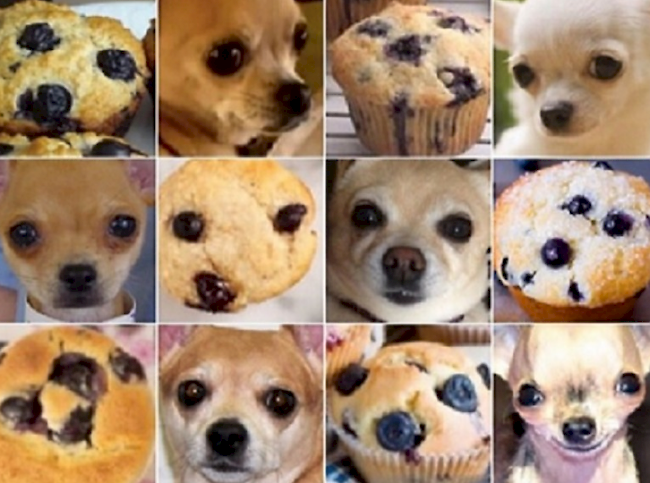 Chihuahua oder Muffin?