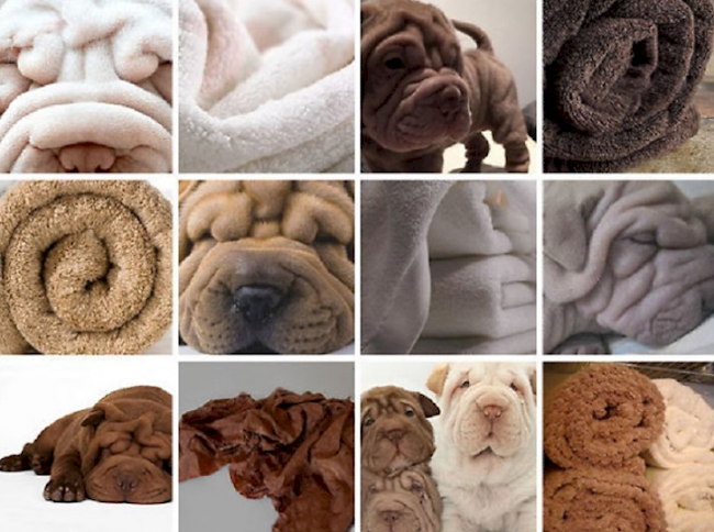 Handtuch oder Faltenhund?