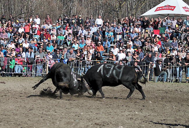 Schlusskampf in der Kategorie Rinder: «Dian» siegt gegen «Coucou» (rechts).