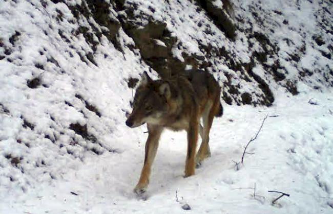 In der Fotofalle. Ein Wolf, der beim diesjährigen Wintermonitoring der Dienststelle für Wildtiere des Kantons Wallis im Augstbord-Gebiet fotografiert wurde.