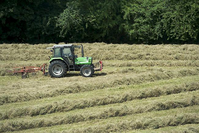 In den letzten Jahren haben die Landwirtschaftsbetriebe im Wallis deutlich abgenommen.