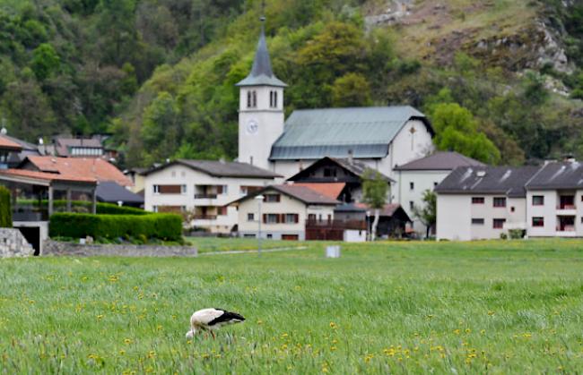 Ein Storchenpärchen wurde heute in Turtmann gesichtet.