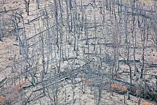 Ödland. Der Waldbrand in Visp  hinterliess eine Spur der Verwüstung und verwandelte den betroffenen Hang im Teelwald in eine Art Mondlandschaft. 