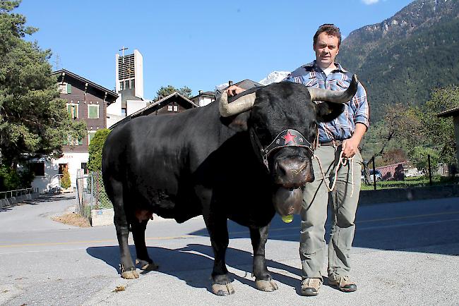 Bereit. Claudio Borra aus Staldenried reiste mit «Lava» bereits am Mittwoch ins Wallis, wo sie sich in einer Stallung in Lalden vom Transport von Grindelwald her erholt.