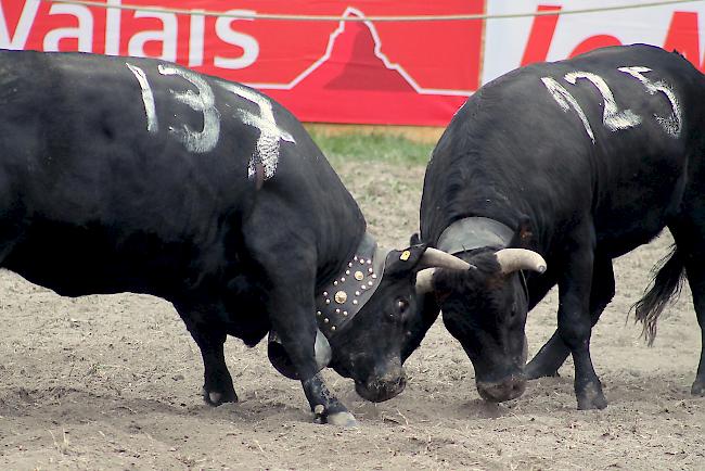 Die spätere Unterwalliser Siegern «Canaille» aus der Etable Carthoblaz & Délèze aus Sornard im Schlusskampf der Kategorie Rinder gegen «Pagaille» von «Au bonheur des Reines» aus Somplaroz, die schliesslich zweite wurde.
