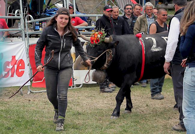 Ehrenrunde: Die junge Züchterin Rosine Carthoblaz aus Sornard bei Nendaz holt mit «Canaille» in der Kategorie Rinder den 1. Platz.