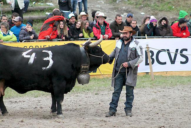 «Tzigane» war mit 668 Kilogramm die schwerste Kuh in der Kategorie 2. Sie wartet zusammen mit Züchter Diego Wyssen auf ihren Einsatz im Finale zur «Reine des Reines».