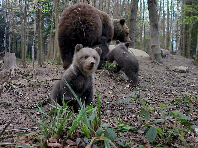 Die drei jungen Braunbären erkunden mit ihrer Mutter die Bärenanlage im Wildnispark Zürich Langenberg.