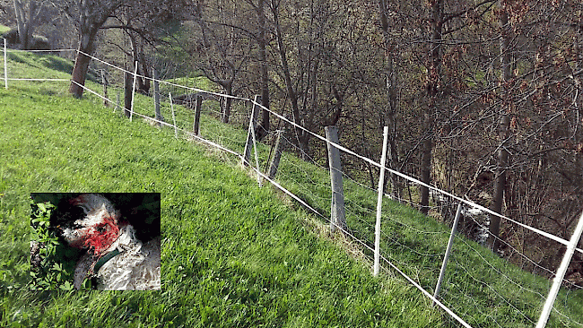 In dieser mit Elektrobändern geschützten Weide in Bürchen biss der Wolf drei Lämmer (kleines Foto) zu Tode. 