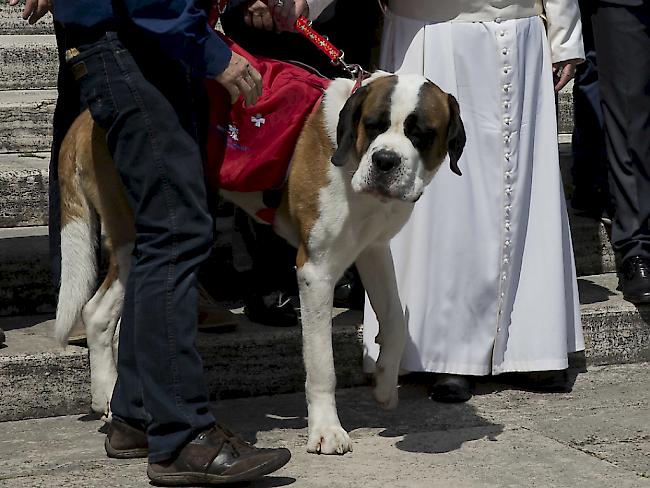 Bernhardinerhund "Magnum" wurde im Vatikan vom Papst gestreichelt.