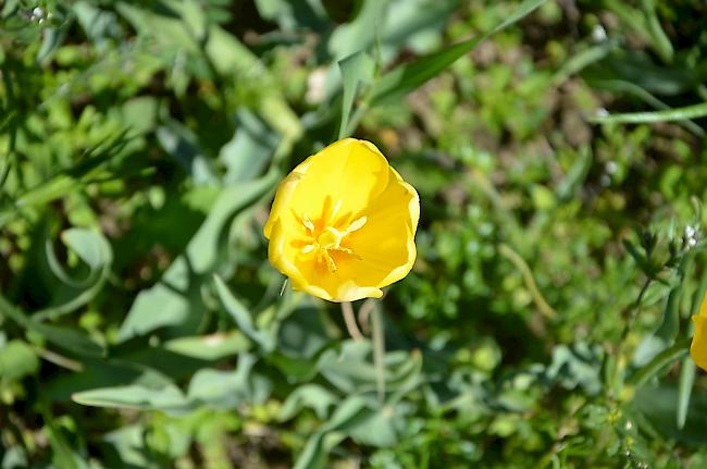 Die gelbe Form der Grengjer-Tulpe mit strohgelben Staubbeuteln.