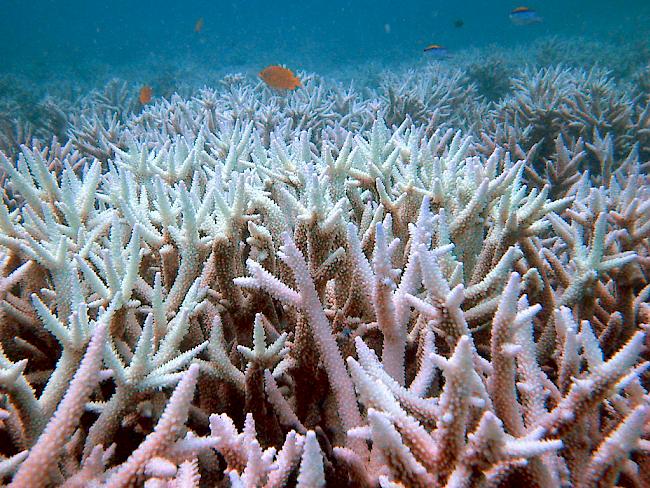 Die Wassererwärmung bleicht die Korallen im Great Barrier Reef. Die australische Regierung sah den Tourismus bedroht und wehrte sich erfolgreich gegen die Erwähung des Phänomens in einem UNO-Bericht.