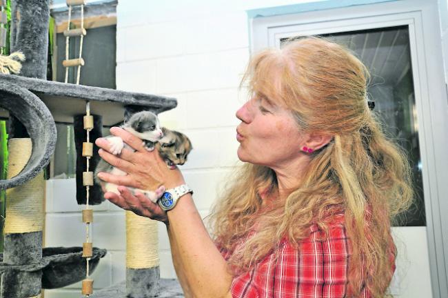 Im Stich gelassen. Birgit Furrer, Leiterin des Tierheims Oberwallis, mit zwei Kätzchen aus einer geräumten Messi-Wohnung in Naters. 