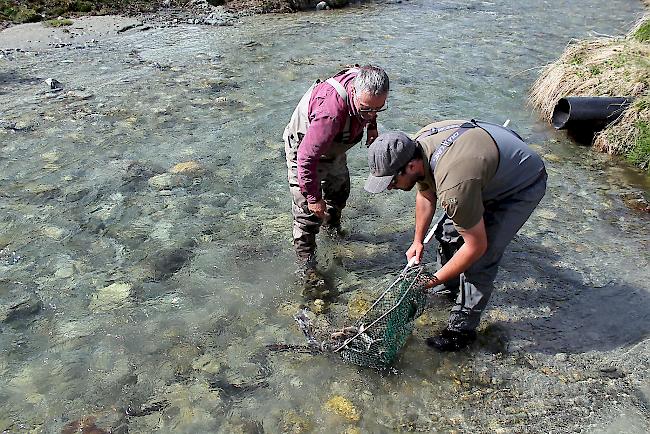 Im Fischnetz werden die Zuchtforellen vom Transportbecken in den Flusslauf der Turtmänna gebracht.