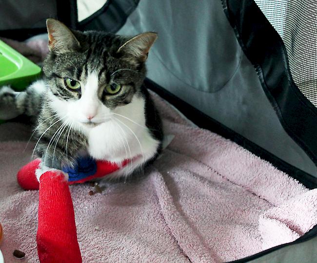 Verletzt. Nach der feigen Schussattacke wurde Katze Lilly bis zu acht Wochen «Boxenruhe» verordnet.